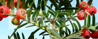 红豆杉的养殖方法有哪些,第1图