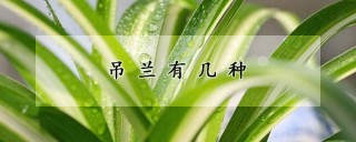 吊兰有几种,第1图