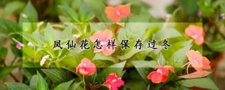 凤仙花怎样保存过冬,第1图