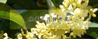 桂花几月份开花,第1图