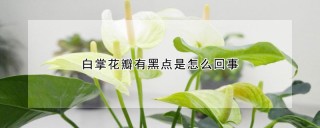 白掌花瓣有黑点是怎么回事,第1图