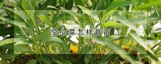 空心菜怎样育苗,第1图