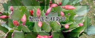 蟹瓜莲怎样栽培,第1图