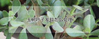 玉树叶子发软怎么处理,第1图