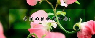 会爬的植物有哪些?,第1图