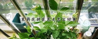 茉莉花掉花苞是怎么回事,第1图