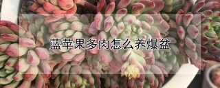 蓝苹果多肉怎么养爆盆,第1图