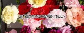 康乃馨花苞还没开就枯萎了怎么办,第1图