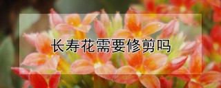 长寿花需要修剪吗,第1图