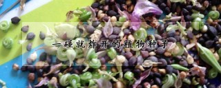 一碰就炸开的植物种子,第1图