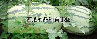 西瓜的品种有哪些,第1图