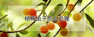 杨梅虫子怎么处理,第1图