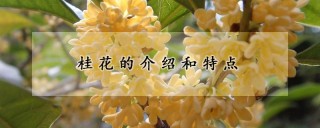 桂花的介绍和特点,第1图