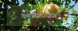 如何修剪石榴树,第1图