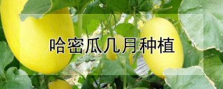 哈密瓜几月种植,第1图