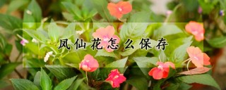 凤仙花怎么保存,第1图