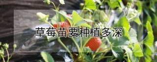 草莓苗要种植多深,第1图