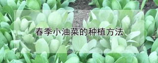 春季小油菜的种植方法,第1图