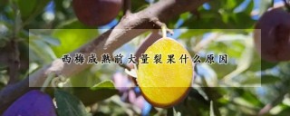 西梅成熟前大量裂果什么原因,第1图