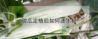 甜瓜定植后如何速生根,第1图