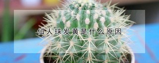 仙人球发黄是什么原因,第1图