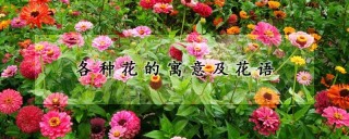 各种花的寓意及花语,第1图