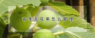 春季无花果怎么管理,第1图