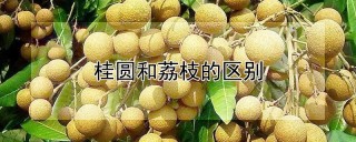 桂圆和荔枝的区别,第1图