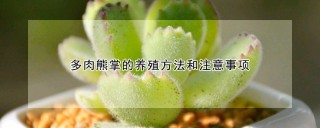 多肉熊掌的养殖方法和注意事项,第1图