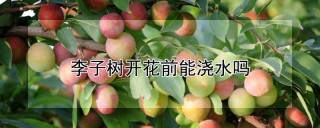 李子树开花前能浇水吗,第1图