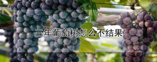 三年葡萄树怎么不结果,第1图