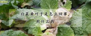 白菜黄叶子是怎么回事,用什么药,第1图