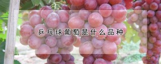 乒乓球葡萄是什么品种,第1图