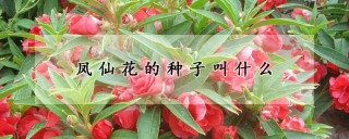 凤仙花的种子叫什么,第1图