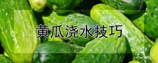 黄瓜浇水技巧,第1图