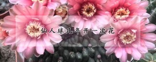 仙人球几年开一次花,第1图