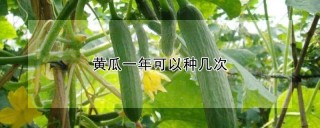 黄瓜一年可以种几次,第1图