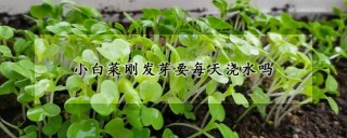 小白菜刚发芽要每天浇水吗,第1图