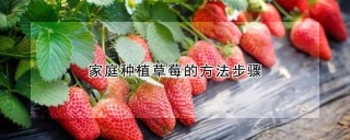 家庭种植草莓的方法步骤,第1图