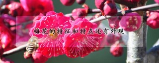 梅花的特征和特点还有外观,第1图