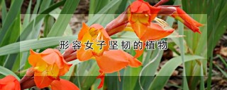 形容女子坚韧的植物,第1图