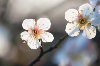 梅花夏天怕热吗,第2图