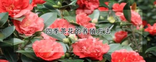 四季茶花的养殖方法,第1图