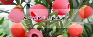 红豆杉种子育苗的方法,第1图