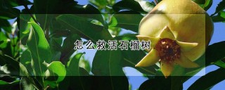 怎么救活石榴树,第1图