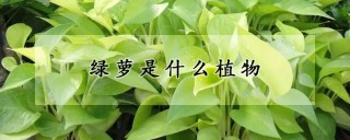 绿萝是什么植物,第1图