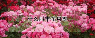 什么叫丰花月季,第1图