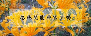 忽地笑能种家里吗,第1图