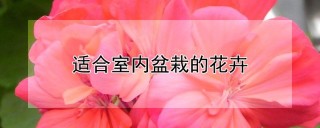 适合室内盆栽的花卉,第1图