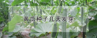 黄瓜种子几天发芽,第1图